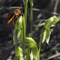 Bunochilus umbrinus (Broad-sepaled Leafy Greenhood) at Black Mountain - 30 Aug 2020 by David