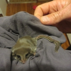 Acrobates pygmaeus (Feathertail Glider) at Kalaru, NSW - 25 Apr 2016 by ErinMoon