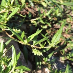 Persicaria prostrata (Creeping Knotweed) at Banks, ACT - 31 Mar 2020 by michaelb