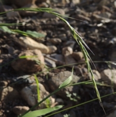 Microlaena stipoides (Weeping Grass) at Banks, ACT - 31 Mar 2020 by MichaelBedingfield