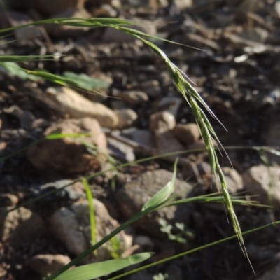 Microlaena stipoides (Weeping Grass) at Banks, ACT - 31 Mar 2020 by michaelb