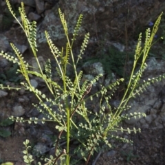Indigofera adesmiifolia (Tick Indigo) at Rob Roy Range - 31 Mar 2020 by michaelb
