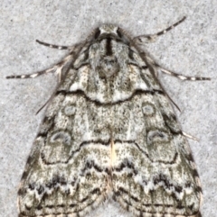 Calathusa eremna (Calathusa eremna) at Mossy Point, NSW - 27 Aug 2020 by jb2602