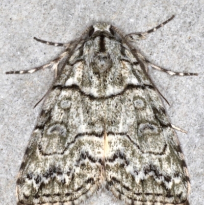 Calathusa eremna (Calathusa eremna) at Mossy Point, NSW - 27 Aug 2020 by jb2602