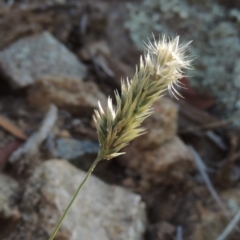 Enneapogon nigricans (Nine-awn Grass, Bottlewashers) at Banks, ACT - 31 Mar 2020 by michaelb