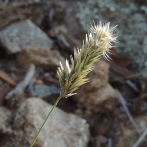 Enneapogon nigricans at Banks, ACT - 31 Mar 2020