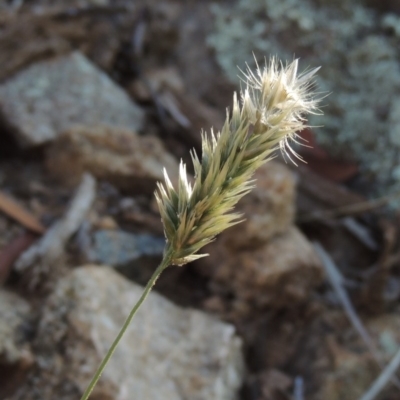 Enneapogon nigricans (Nine-awn Grass, Bottlewashers) at Rob Roy Range - 31 Mar 2020 by michaelb