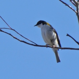 Melithreptus lunatus at Theodore, ACT - 31 Aug 2020