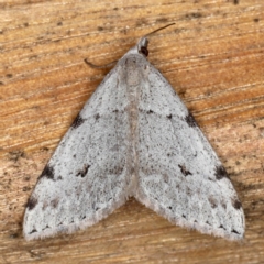 Dichromodes estigmaria (Pale Grey Heath Moth) at Mossy Point, NSW - 28 Aug 2020 by jb2602