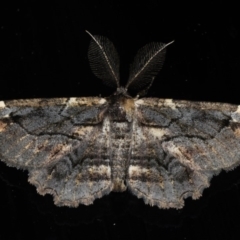 Pholodes sinistraria (Sinister or Frilled Bark Moth) at Broulee Moruya Nature Observation Area - 27 Aug 2020 by jb2602