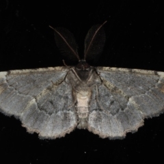 Pholodes sinistraria at Mossy Point, NSW - 27 Aug 2020 11:55 PM