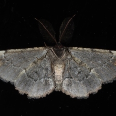 Pholodes sinistraria at Mossy Point, NSW - 27 Aug 2020