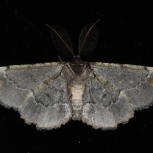 Pholodes sinistraria at Mossy Point, NSW - 27 Aug 2020