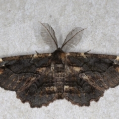 Pholodes sinistraria at Mossy Point, NSW - 27 Aug 2020 11:55 PM