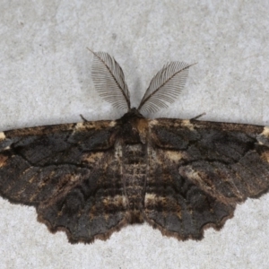 Pholodes sinistraria at Mossy Point, NSW - 27 Aug 2020 11:55 PM
