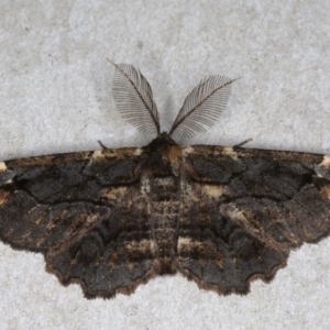 Pholodes sinistraria at Mossy Point, NSW - 27 Aug 2020