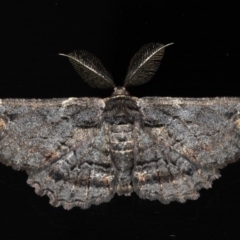 Pholodes sinistraria at Mossy Point, NSW - 27 Aug 2020 11:55 PM