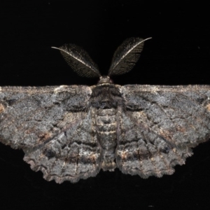 Pholodes sinistraria at Mossy Point, NSW - 27 Aug 2020 11:55 PM