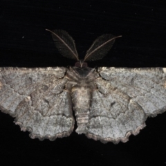 Pholodes sinistraria at Mossy Point, NSW - 27 Aug 2020