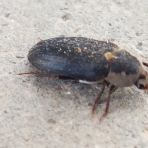 Dermestes maculatus at Holt, ACT - 31 Aug 2020