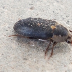 Dermestes maculatus (Hide beetle) at Holt, ACT - 30 Aug 2020 by tpreston