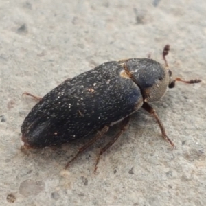 Dermestes maculatus at Holt, ACT - 31 Aug 2020