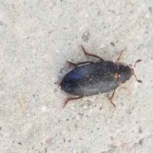 Dermestes maculatus at Holt, ACT - 31 Aug 2020