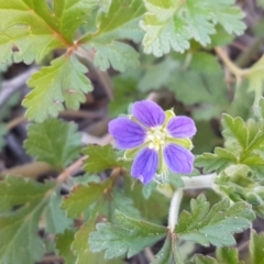 Erodium crinitum (Native Crowfoot) at Holt, ACT - 30 Aug 2020 by tpreston