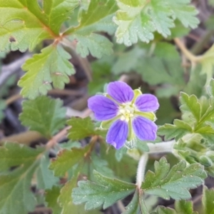 Erodium crinitum at Holt, ACT - 31 Aug 2020