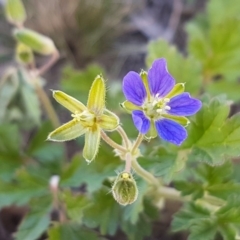 Erodium crinitum at Holt, ACT - 31 Aug 2020