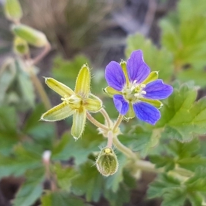 Erodium crinitum at Holt, ACT - 31 Aug 2020