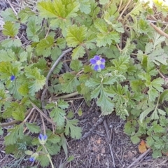 Erodium crinitum at Holt, ACT - 31 Aug 2020