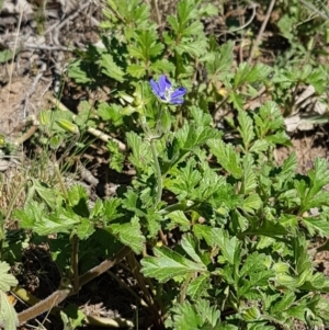 Erodium crinitum at Holt, ACT - 31 Aug 2020