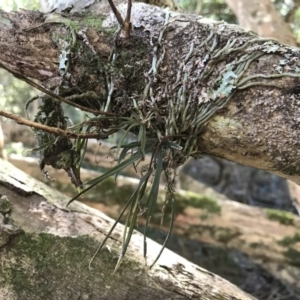 Sarcochilus hillii at Tanja, NSW - suppressed