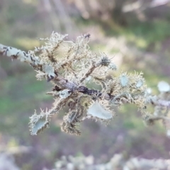 Usnea sp. (genus) at Holt, ACT - 31 Aug 2020 10:15 AM