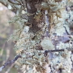 Usnea sp. (genus) at Holt, ACT - 31 Aug 2020