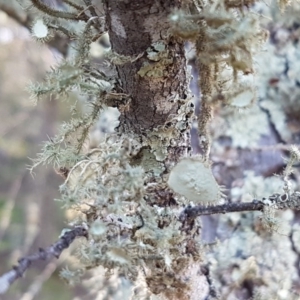 Usnea sp. (genus) at Holt, ACT - 31 Aug 2020 10:15 AM