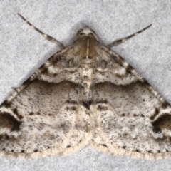 Syneora hemeropa (Ring-tipped Bark Moth) at Broulee Moruya Nature Observation Area - 27 Aug 2020 by jb2602