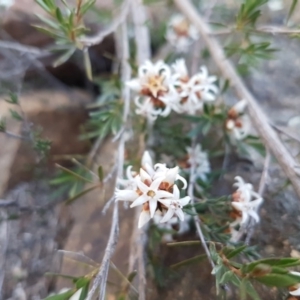 Cryptandra speciosa subsp. speciosa at Holt, ACT - 31 Aug 2020