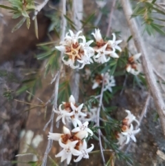 Cryptandra speciosa subsp. speciosa at Holt, ACT - 31 Aug 2020