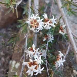 Cryptandra speciosa subsp. speciosa at Holt, ACT - 31 Aug 2020