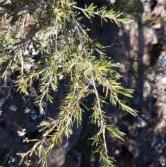 Cryptandra speciosa subsp. speciosa at Holt, ACT - 31 Aug 2020