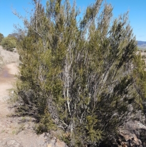 Cryptandra speciosa subsp. speciosa at Holt, ACT - 31 Aug 2020