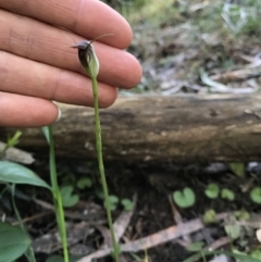 Pterostylis pedunculata (Maroonhood) at Tanja, NSW - 29 Aug 2020 by Rose