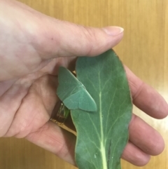 Prasinocyma semicrocea (Common Gum Emerald moth) at Wallagoot, NSW - 27 Aug 2020 by Rose