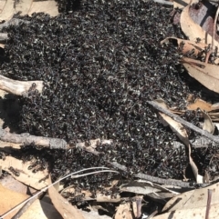 Dolichoderus doriae (Dolly ant) at Mimosa Rocks National Park - 29 Aug 2020 by Rose