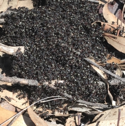 Dolichoderus doriae (Dolly ant) at Mimosa Rocks National Park - 29 Aug 2020 by Rose