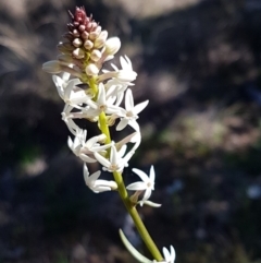 Stackhousia monogyna (Creamy Candles) at Holt, ACT - 31 Aug 2020 by trevorpreston