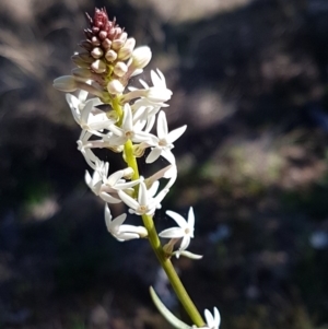 Stackhousia monogyna at Holt, ACT - 31 Aug 2020