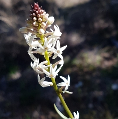 Stackhousia monogyna (Creamy Candles) at Woodstock Nature Reserve - 31 Aug 2020 by tpreston